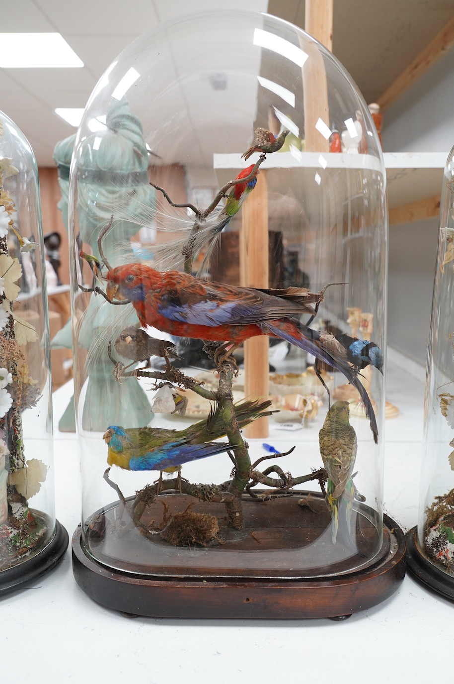 A taxidermy display of parrots, under a glass dome and a pair of cased bisque porcelain figures, largest 53cm high. Condition - fair, largest dome not original